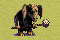 Elephantmen.gif