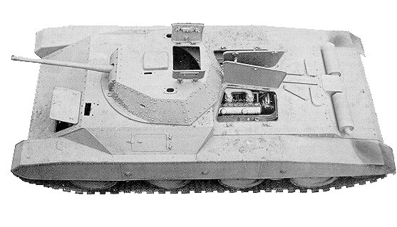 selere_sahariano_4.jpg