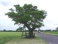 Kett's Oak.jpg