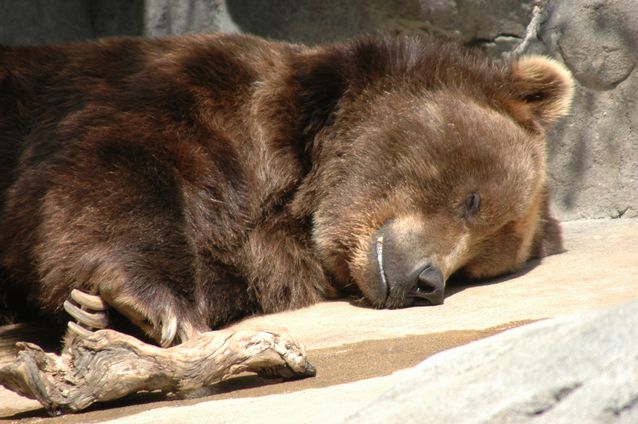sleeping-bear.jpg.638x0_q80_crop-smart.jpg