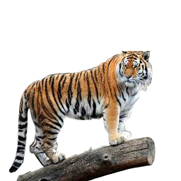 Bengal_Tiger2-big.png
