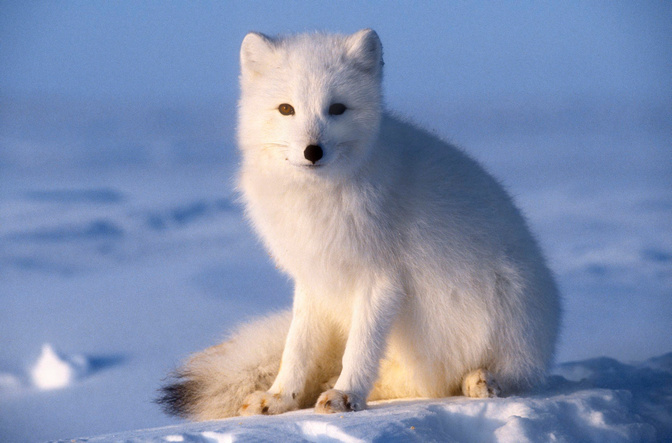Polarfuchs.jpg