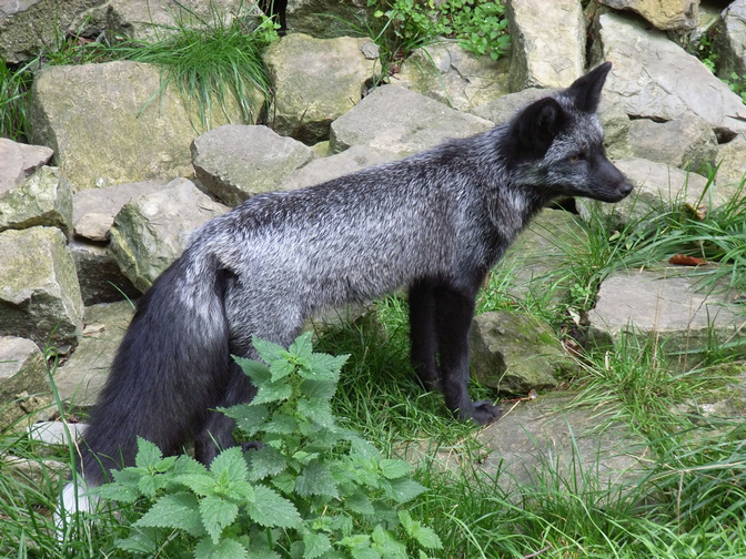 Silberfuchs.jpg