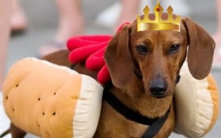 wiener.jpg