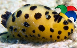 sea slug.jpg